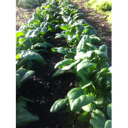 Spinach