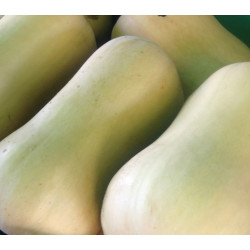 Pumpkin Butternut