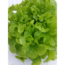 Lettuce Green Oak