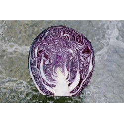 Cabbage Red